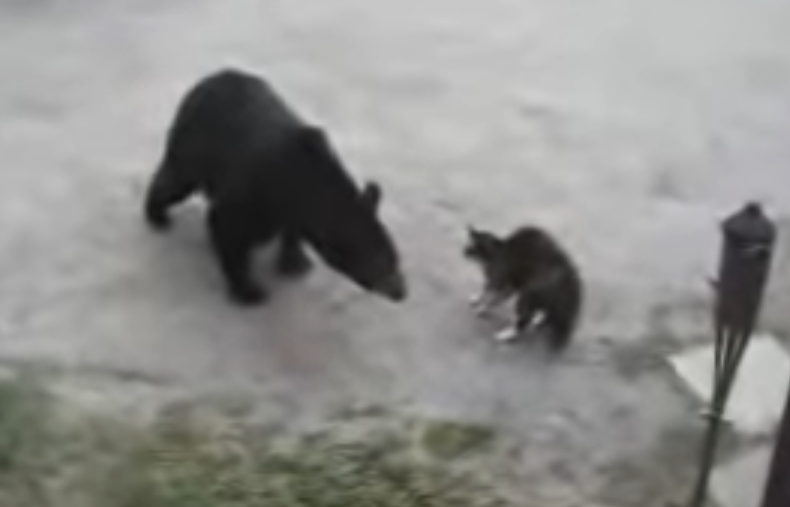 Видео медведи против. Медведь ворует рыбу.